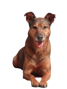 Dog V203 Vinyl Car Decal Sticker – Waterproof & UV-Resistant 8.213333333333333"