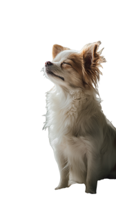 Quiet Morning Dog Vinyl Car Decal Sticker – Waterproof & UV-Resistant 9.706666666666667"