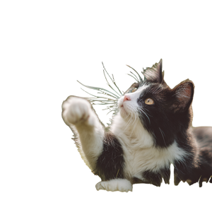 Cat With Butterfly V3 Vinyl Car Decal Sticker – Waterproof & UV-Resistant 3.4133333333333336"