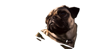 Pug In Field Vinyl Car Decal Sticker – Waterproof & UV-Resistant 5.4