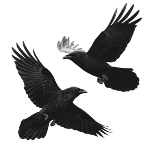 Flying Ravens V3 Vinyl Car Decal Sticker – Waterproof & UV-Resistant 3.4133333333333336"