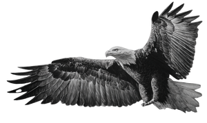 Bald Eagle Flight V8 Vinyl Car Decal Sticker – Waterproof & UV-Resistant 2.8266666666666667"
