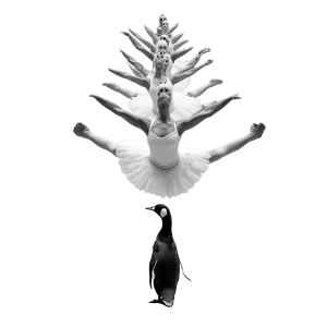 Swan Lake Dancers Vinyl Car Decal Sticker – Waterproof & UV-Resistant 6.826666666666667"