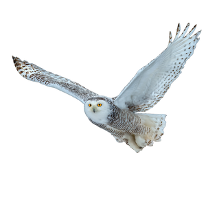 Snowy Owl Flight V6 Vinyl Car Decal Sticker – Waterproof & UV-Resistant 6.826666666666667"