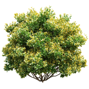 Emerald Gold Shrub Vinyl Car Decal Sticker – Waterproof & UV-Resistant 6.826666666666667"