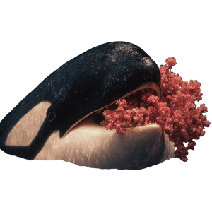 Smiling Orca Vinyl Car Decal Sticker – Waterproof & UV-Resistant 3.4133333333333336"