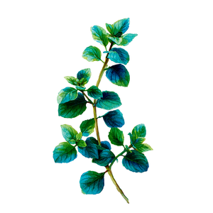 Mint Leaves Painting Vinyl Car Decal Sticker – Waterproof & UV-Resistant 3.4133333333333336"