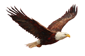 Majestic Eagle Flight V6 Vinyl Car Decal Sticker – Waterproof & UV-Resistant 5.97333333333333