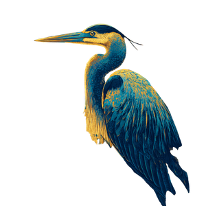 Majestic Blue Heron V4 Vinyl Car Decal Sticker – Waterproof & UV-Resistant 6.826666666666667"