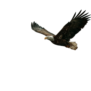 Bald Eagle Flying V7 Vinyl Car Decal Sticker – Waterproof & UV-Resistant 3.4133333333333336"