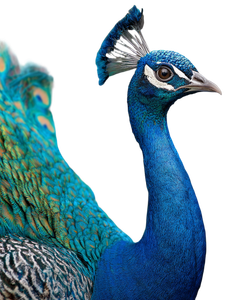 Majestic Peacock V11 Vinyl Car Decal Sticker – Waterproof & UV-Resistant 4.1066666666666665"