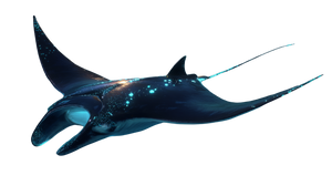 Glowing Manta Ray V2 Vinyl Car Decal Sticker – Waterproof & UV-Resistant 5.4