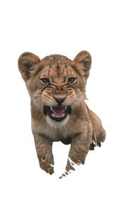 Playful Lion Cub V3 Vinyl Car Decal Sticker – Waterproof & UV-Resistant 4.8533333333333335"