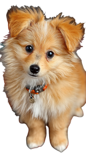 Cute Pomeranian Puppy V3 Vinyl Car Decal Sticker – Waterproof & UV-Resistant 9.706666666666667"