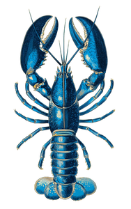 Blue Lobster Vinyl Car Decal Sticker – Waterproof & UV-Resistant 4.586666666666667"