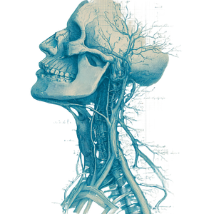 Vintage Nervous System Vinyl Car Decal Sticker – Waterproof & UV-Resistant 3.4133333333333336"