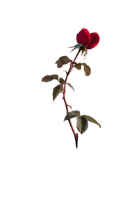 Rose Through Concrete Vinyl Car Decal Sticker – Waterproof & UV-Resistant 4.4