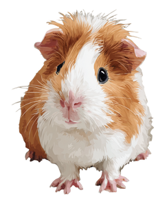 Guinea Pig Art Vinyl Car Decal Sticker – Waterproof & UV-Resistant 4.0"