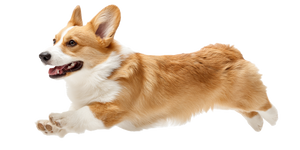 Happy Running Corgi V2 Vinyl Car Decal Sticker – Waterproof & UV-Resistant 5.12"