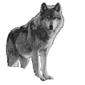 Majestic Wolf Sketch V2 Vinyl Car Decal Sticker – Waterproof & UV-Resistant 3.4133333333333336" Majestic Wolf Sketch V2 Vinyl Car Decal Sticker – Waterproof & UV-Resistant 3.4133333333333336"