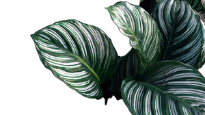 Calathea Leaves Close-Up Vinyl Car Decal Sticker – Waterproof & UV-Resistant 2.72"