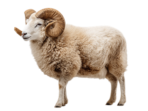 Ram Sheep Portrait Vinyl Car Decal Sticker – Waterproof & UV-Resistant 6.1866666666666665"