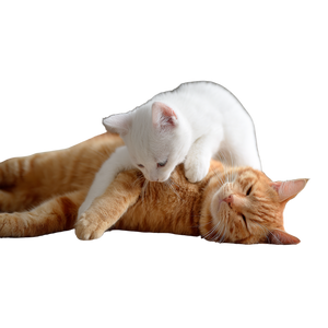 Cats Baking Together Vinyl Car Decal Sticker – Waterproof & UV-Resistant 3.4133333333333336"