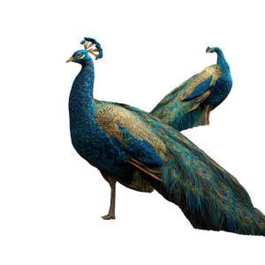 Dancing Peacock Scene Vinyl Car Decal Sticker – Waterproof & UV-Resistant 3.4133333333333336"