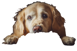 Golden Retriever Eating Vinyl Car Decal Sticker – Waterproof & UV-Resistant 5.97333333333333 Golden Retriever Eating Vinyl Car Decal Sticker – Waterproof & UV-Resistant 5.97333333333333