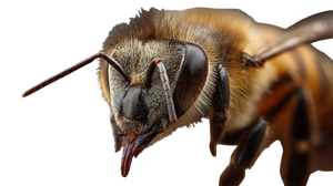 Honeybee Proboscis Close-Up Vinyl Car Decal Sticker – Waterproof & UV-Resistant 5.4