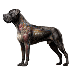 Cane Corso Anatomy Vinyl Car Decal Sticker – Waterproof & UV-Resistant 3.4133333333333336"