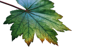 Maple Leaf Close-Up Vinyl Car Decal Sticker – Waterproof & UV-Resistant 5.4