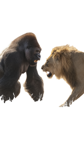 Gorilla Vs Lion V4 Vinyl Car Decal Sticker – Waterproof & UV-Resistant 9.706666666666667"