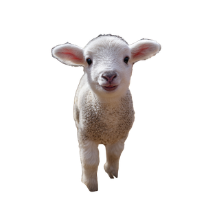 Happy Baby Lamb Vinyl Car Decal Sticker – Waterproof & UV-Resistant 3.4133333333333336"