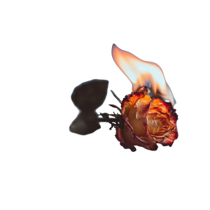 Flaming Rose Portrait Vinyl Car Decal Sticker – Waterproof & UV-Resistant 6.826666666666667" Flaming Rose Portrait Vinyl Car Decal Sticker – Waterproof & UV-Resistant 6.826666666666667"