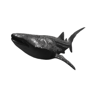 Whale Shark Approach Vinyl Car Decal Sticker – Waterproof & UV-Resistant 6.826666666666667"