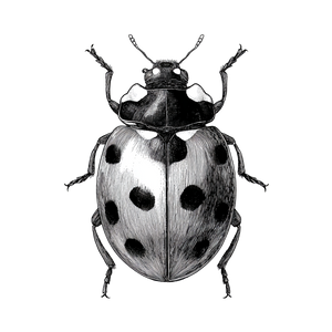 Ladybug Illustration Vinyl Car Decal Sticker – Waterproof & UV-Resistant 3.4133333333333336"