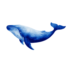 Vintage Whale Drawing Vinyl Car Decal Sticker – Waterproof & UV-Resistant 3.4133333333333336"