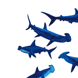 Stylized Hammerhead Sharks Vinyl Car Decal Sticker – Waterproof & UV-Resistant 3.4133333333333336"