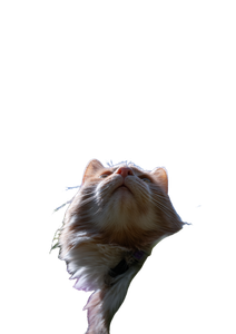 Skyward Gazing Cat V2 Vinyl Car Decal Sticker – Waterproof & UV-Resistant 4.373333333333333"