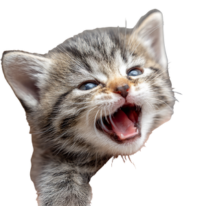 Pouting Kitten Vinyl Car Decal Sticker – Waterproof & UV-Resistant 3.4133333333333336"