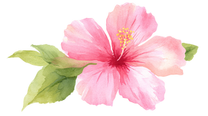 Pink Hibiscus Bloom V2 Vinyl Car Decal Sticker – Waterproof & UV-Resistant 5.4