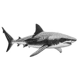 Tiger Shark Drawing Vinyl Car Decal Sticker – Waterproof & UV-Resistant 3.4133333333333336"