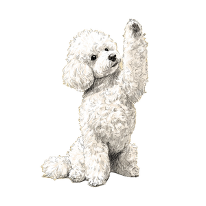 White Toy Poodle V3 Vinyl Car Decal Sticker – Waterproof & UV-Resistant 3.4133333333333336"