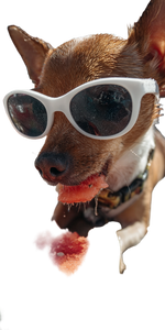 Chihuahua Eating Watermelon Vinyl Car Decal Sticker – Waterproof & UV-Resistant 5.12"