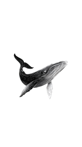 Cosmic Whale Art Vinyl Car Decal Sticker – Waterproof & UV-Resistant 4.8533333333333335"