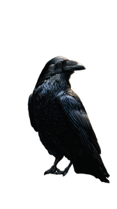 Large Raven Vinyl Car Decal Sticker – Waterproof & UV-Resistant 9.706666666666667"