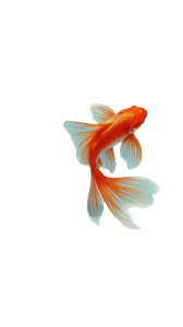 Elegant Goldfish Swimming V3 Vinyl Car Decal Sticker – Waterproof & UV-Resistant 4.8533333333333335"