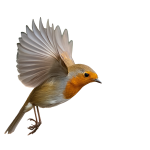 Hovering Robin Vinyl Car Decal Sticker – Waterproof & UV-Resistant 3.4133333333333336"