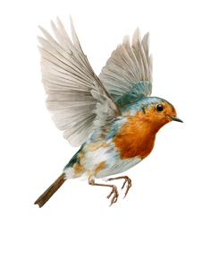 European Robin Flight Vinyl Car Decal Sticker – Waterproof & UV-Resistant 4.1066666666666665"